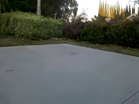 Qui a dit que les chiens étaient plus malins que les chats