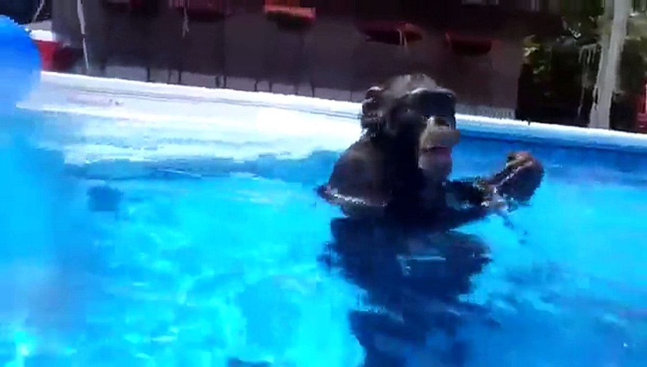 Un chimpanzé fit de la plongée sous marine
