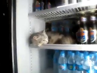 Un chat fait dodo bien au frais dans un frigo