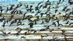 《海鷗》 劉家昌 (2) Swarm of seabirds around West Coast of Malaysia