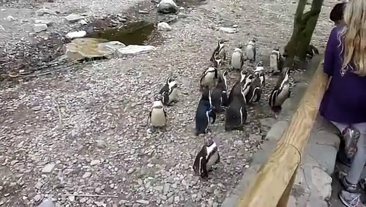 Même chez les pingouins, il y a des rejetés