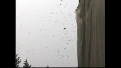 Un péage chinois envahi par des milliers d'abeilles