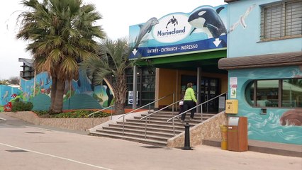 Baby polar bear at French animal park makes first appearance