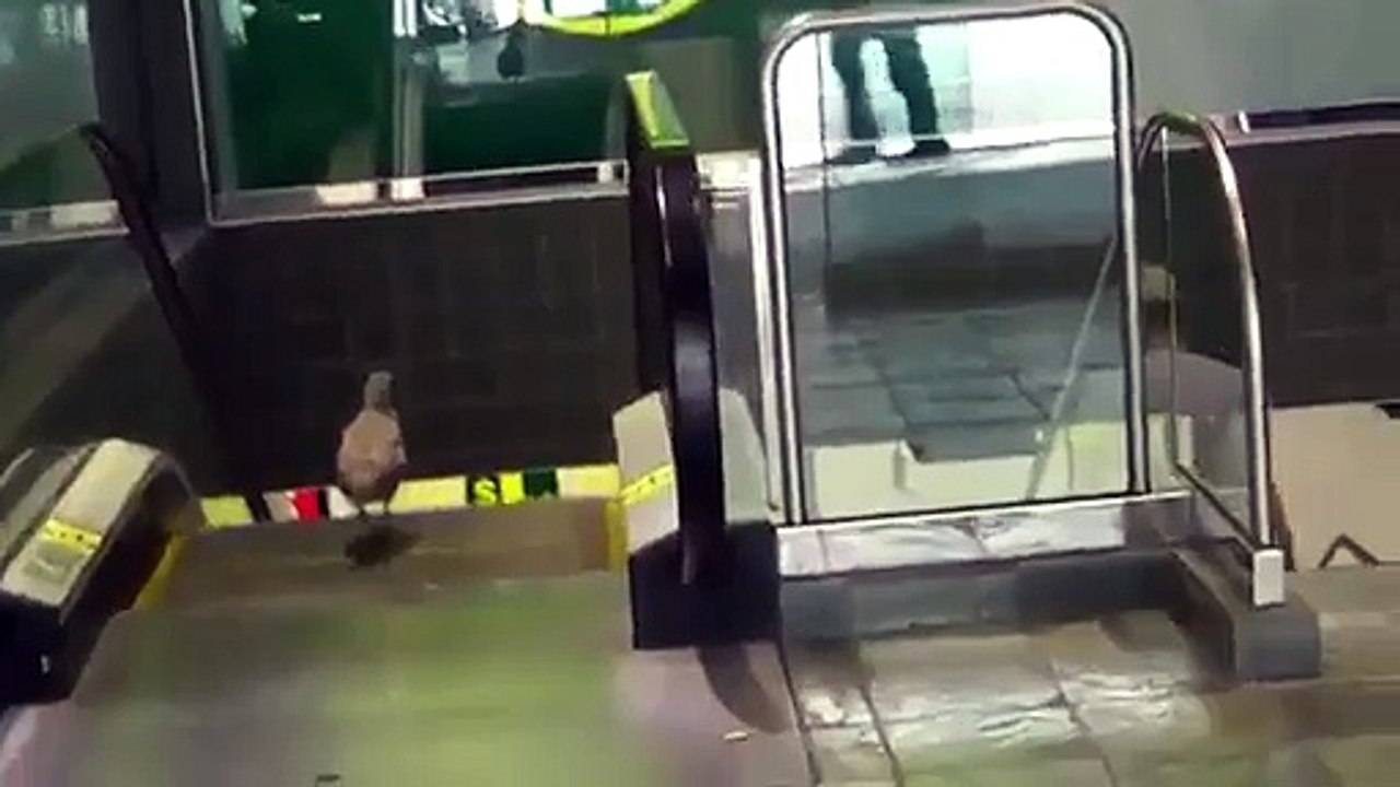 Un oiseau qui veut absolument aller faire un peu de shopping