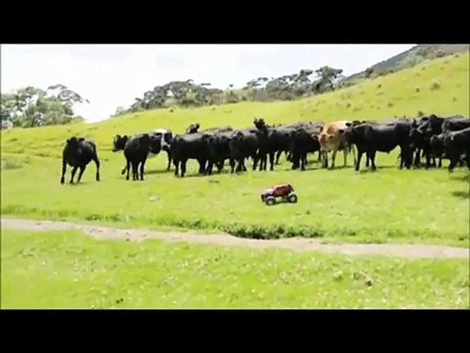 Les vaches sont elles un race d'animaux joueuses?