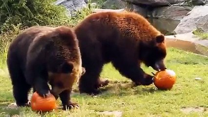 Des ours jouent avec des gros potirons