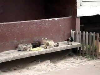 Ce corbeau n'a vraiment pas froid aux yeux!