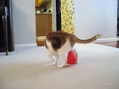 Le chat qui ne comprend pas l'électricité statique