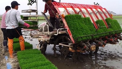 Amazing Video of Rice cultivation