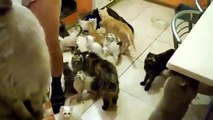 Une bande de chats affamés qui casse les oreilles