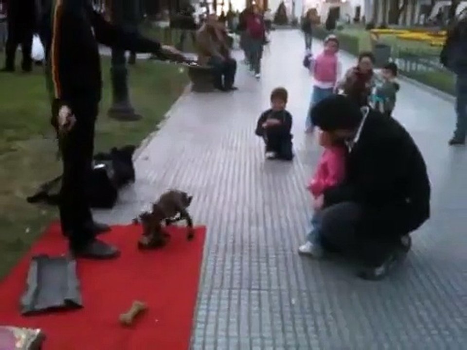 Une marionnette chien hyper réaliste
