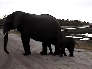 Bébé élephant qui se fait peur tout seul