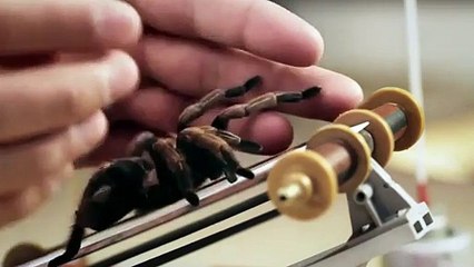 Les insectes servent à recharger les smartphones!