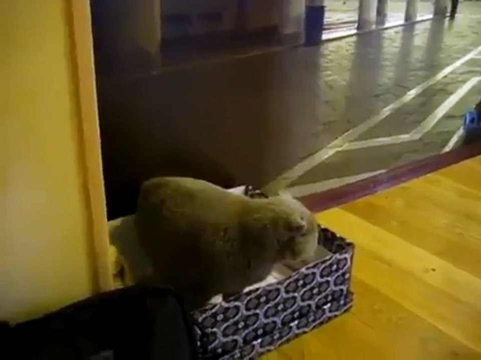 Le chat qui n'aime pas quand sa maitresse défile