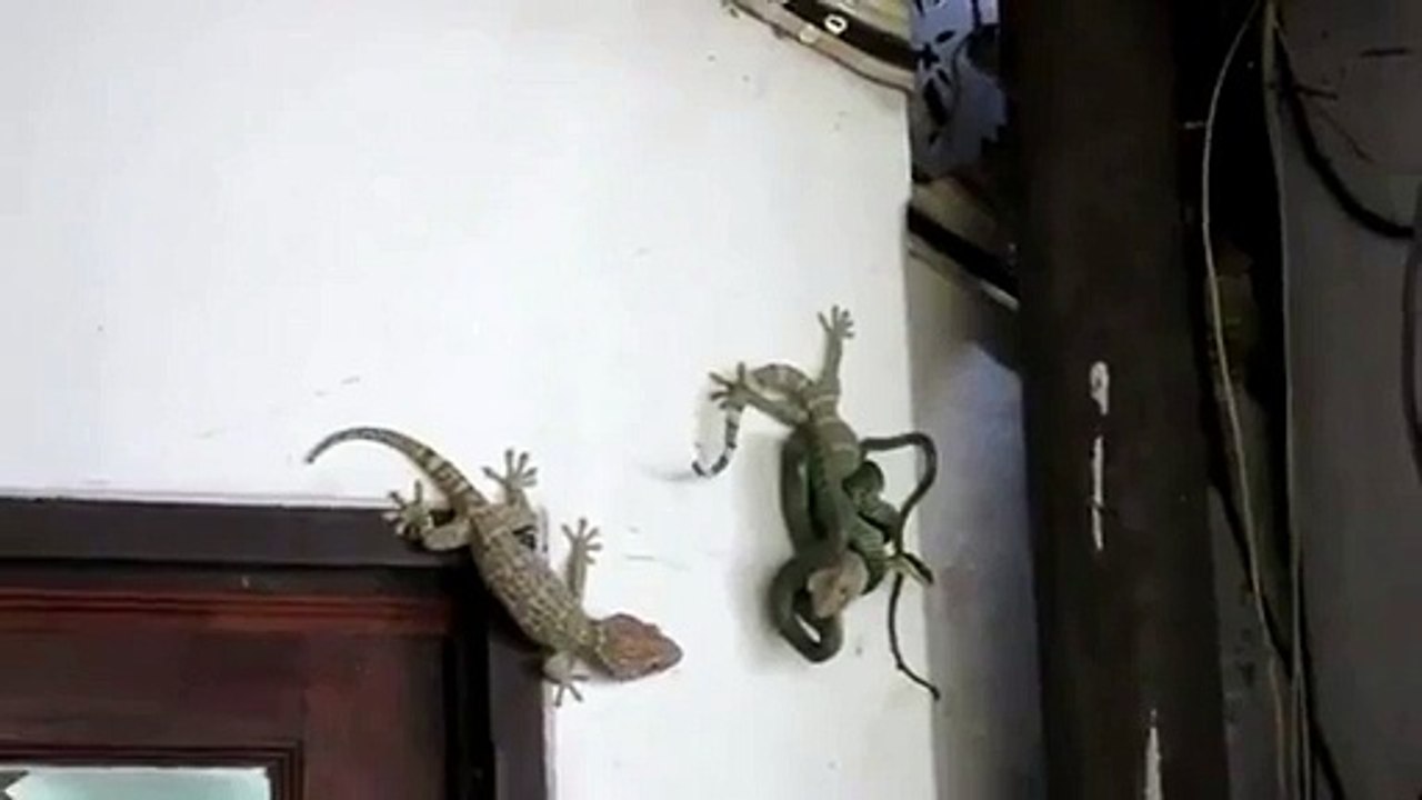 La solidarité existe entre lézards !
