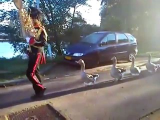 Un défilé militaire composée de... oies