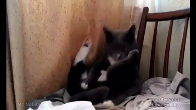 Un petit chat qui joue avec son minou