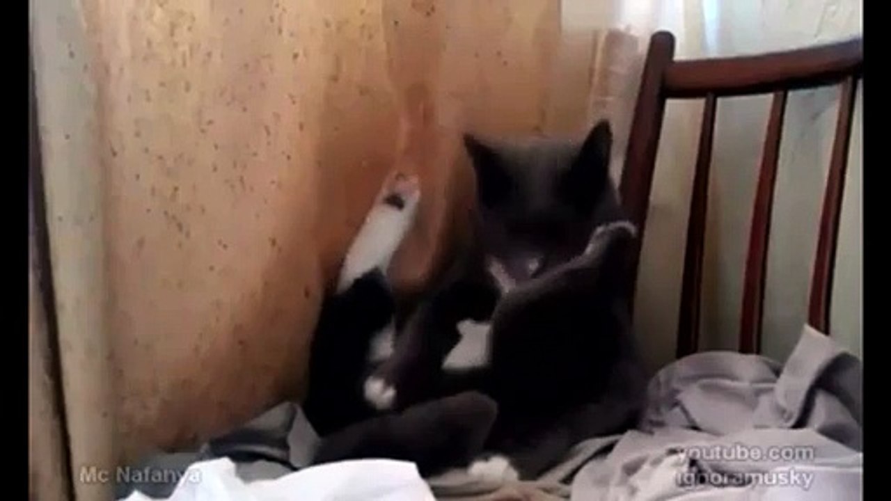 Un petit chat qui joue avec son minou