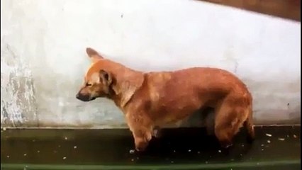 Un chien épuisé tombe dans la flaque d'eau