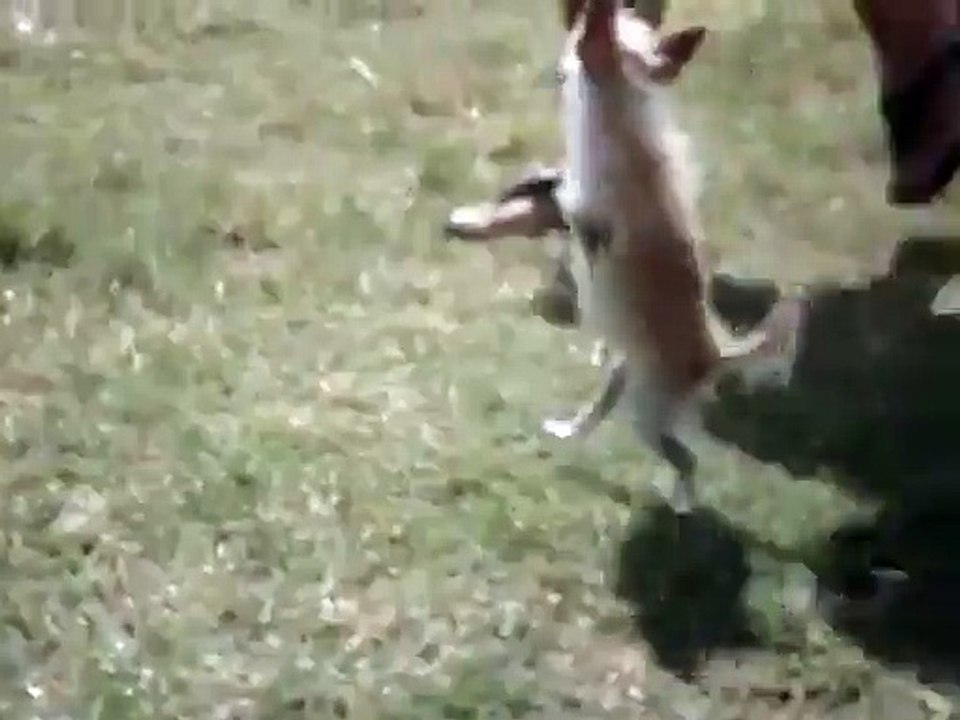 Un chien qui vit sur ses deux pattes arrières