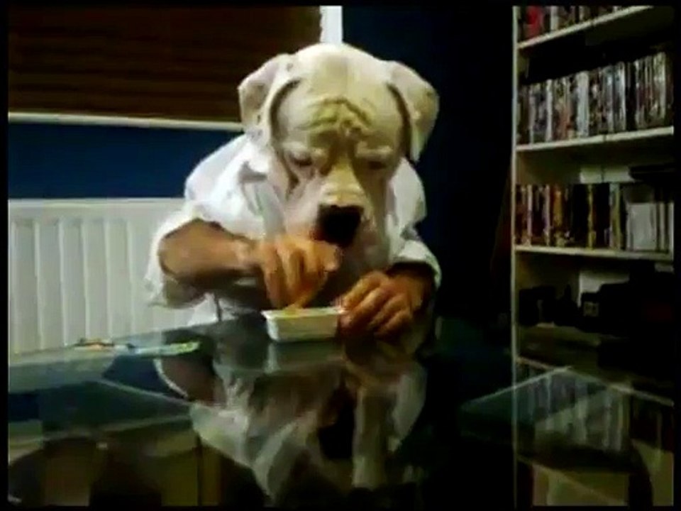Un chien qui mange à table, Hilarant...