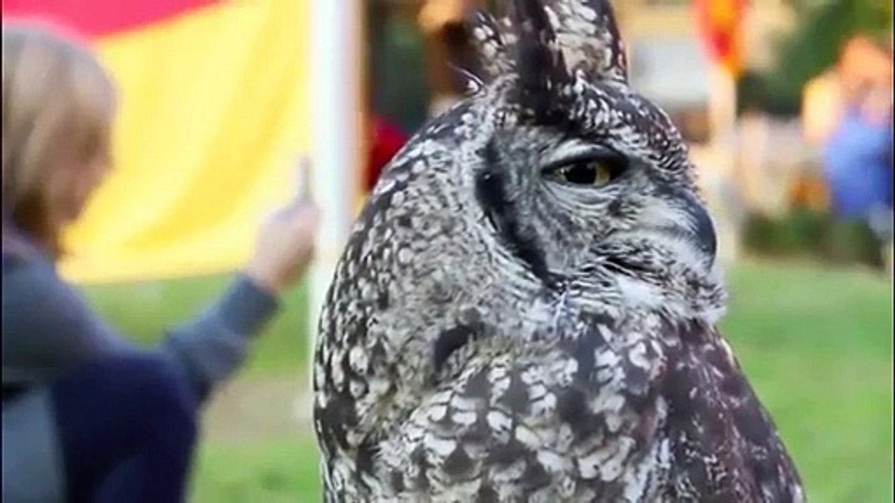 Une chouette qui adore les caresses