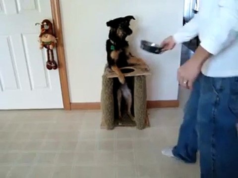 Un chien bien attablé pour manger son repas