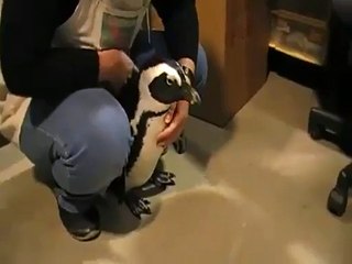 Chien ou pingouin, ça revient au même finalement!