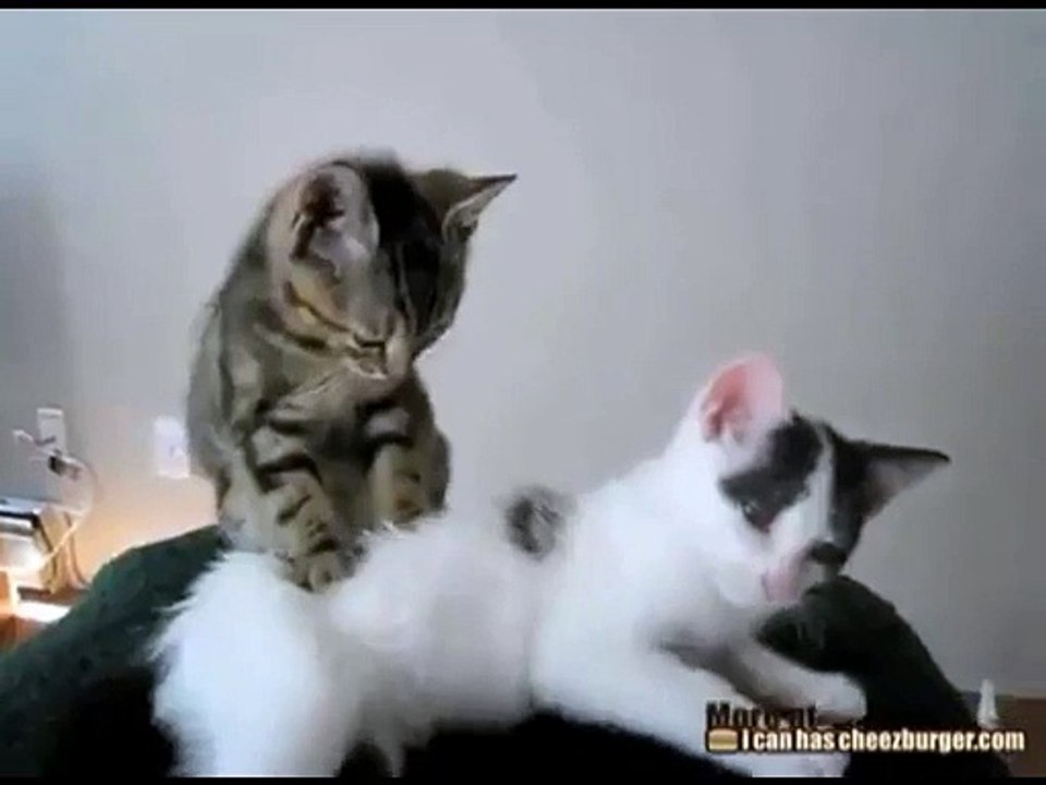 Un chat masseur professionnel, ça existe