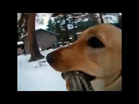 INSOLITE une balade avec le chien vue du bâton