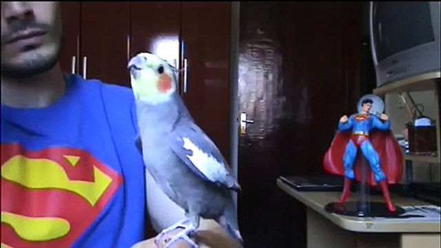 Un perroquet fan des supers héros. Ouch...