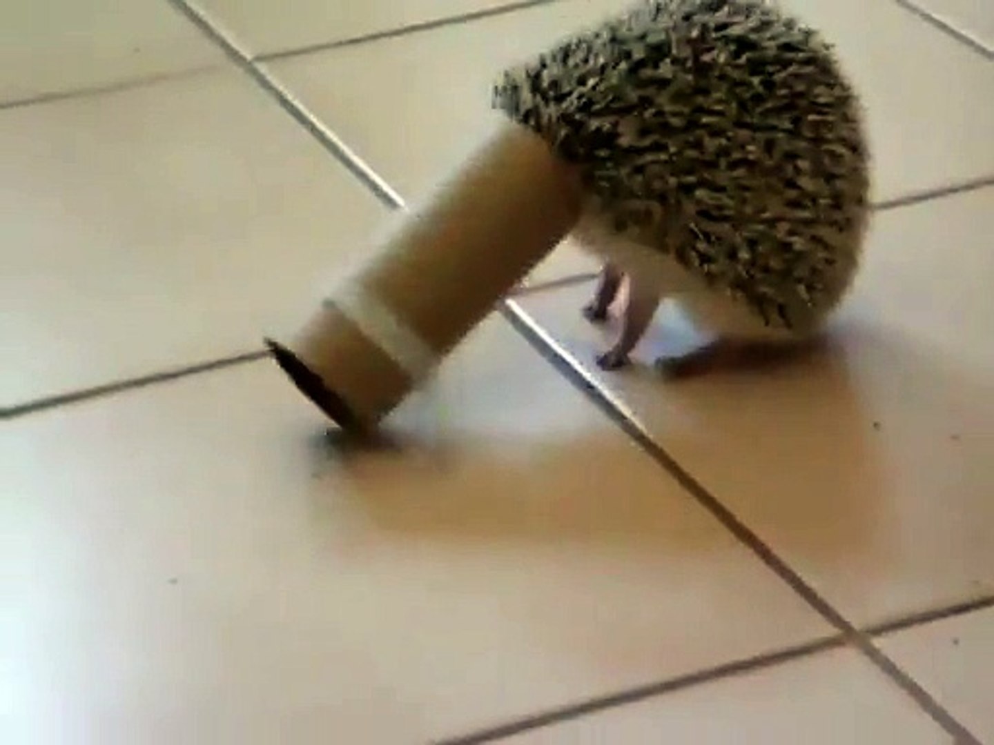 Un hérisson coincé dans un rouleau de papier toilette - Vidéo Dailymotion