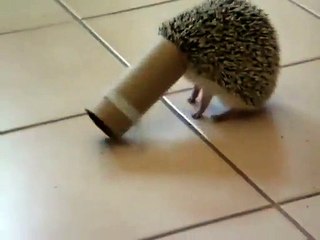 Un hérisson coincé dans un rouleau de papier toilette