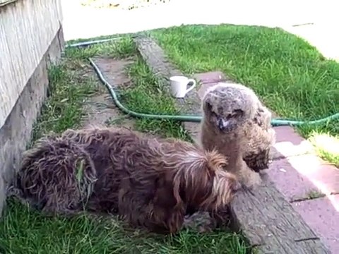 Une chouette lave les oreilles d'un chien