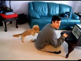 Voilà un chien en manque d'affection