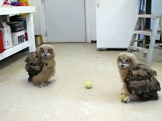 Deux hiboux jouent avec des balles de tennis