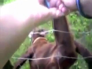 Un chien prend un policier par surprise