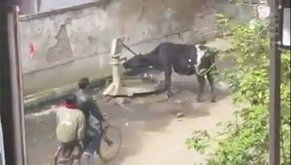 La vache la plus intelligente du monde