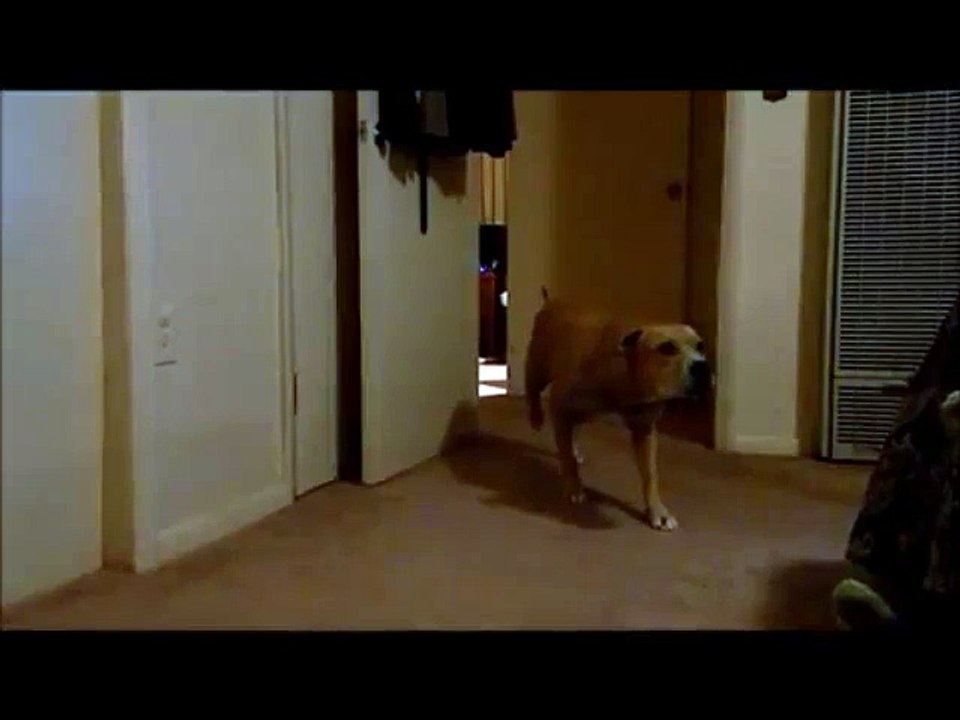 Un chien espion, ce n'est pas du tout discret