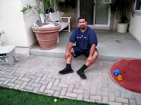 Une attaque de petits chiots Labrador