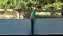 Un fan de ping-pong observe la balle