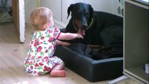 Un doberman ne veut pas forcément dire chien méchant