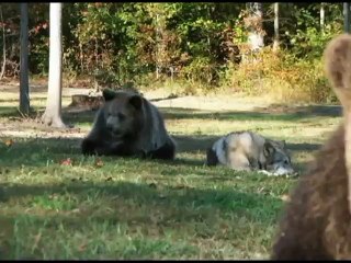 Petit ourson VS petit louveteau. Cute!