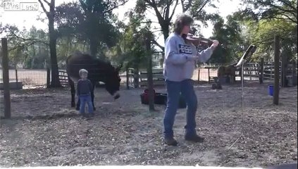 Un âne qui aime chanter avec le violon