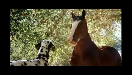 Le chien qui entraîne le cheval de traie