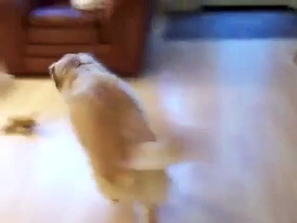 Le chien qui range ses jouets tout seul