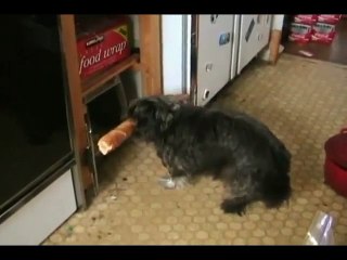 Le petit chien voleur de baguette!!!