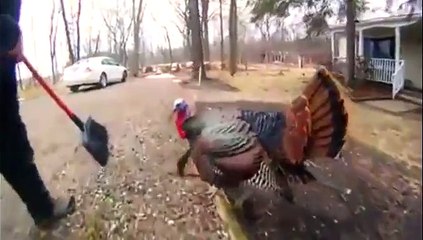 Un dindon qui sait se montrer très agressif
