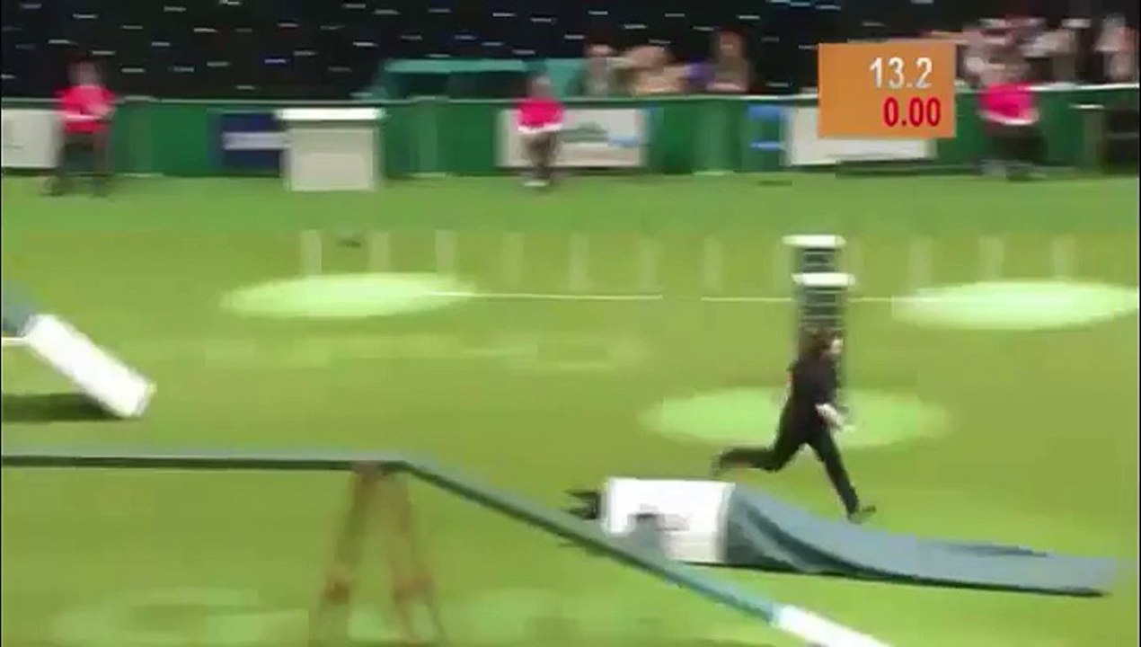 Un chien rate son parcours d'agility à cause du stress