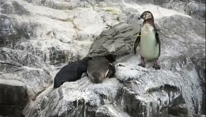 Pas toujours facile la vie d'un manchot!